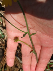 Helenium brevifolium