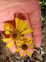 Helenium brevifolium