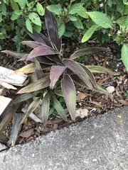 Cordyline fruticosa