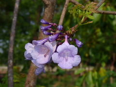 Jacaranda mimosifolia