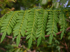 Jacaranda mimosifolia