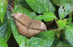 Tanaecia cocytus