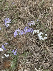 Phlox oklahomensis