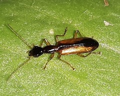 Leptotrachelus dorsalis