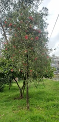 Melaleuca subulata