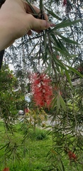 Melaleuca subulata