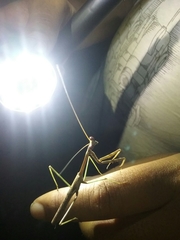 Stagmomantis domingensis