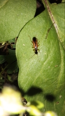 Leptotrachelus dorsalis