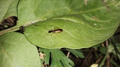 Leptotrachelus dorsalis