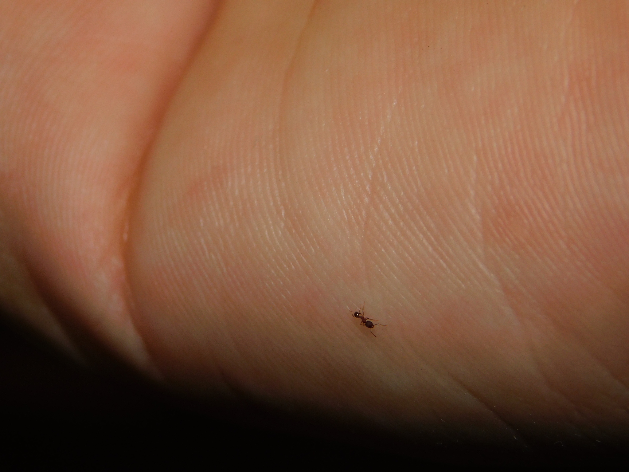 Pheidole moerens