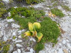 Haemanthus