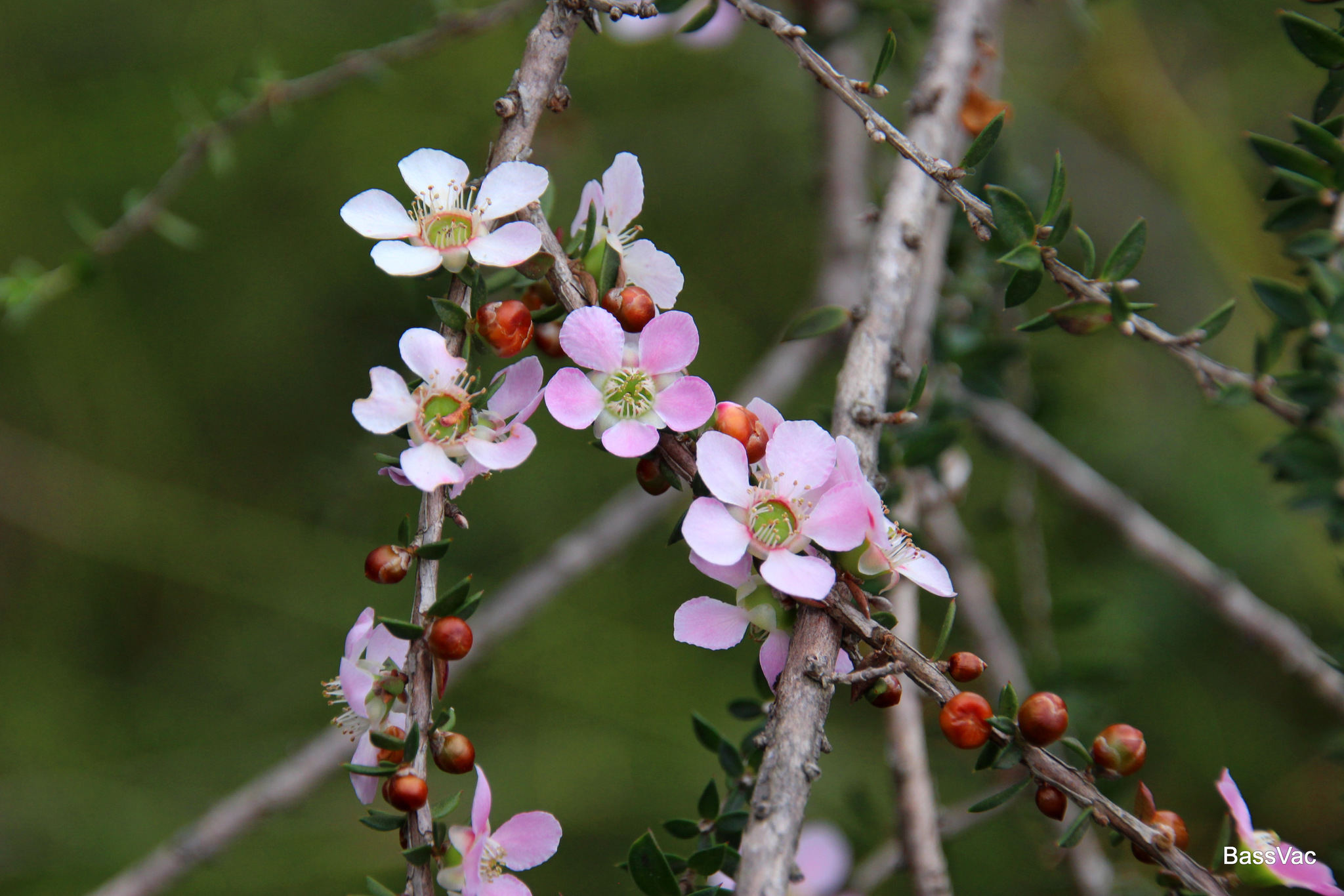 Leptospermum squarrosum