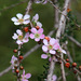 Peach-flowered Tea Tree - Photo (c) gillbsydney, some rights reserved (CC BY-NC), uploaded by gillbsydney