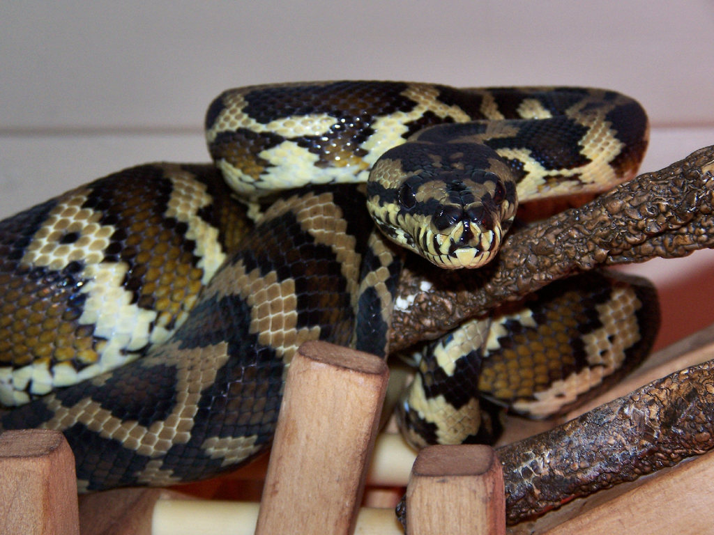 Darwin Carpet Python (reptiles of australia) · iNaturalist