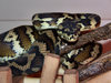 Darwin Carpet Python - Photo (c) Alex Butler, some rights reserved (CC BY-NC-ND)