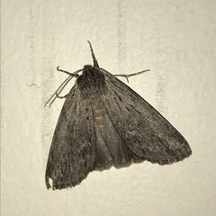 Lepidoptera