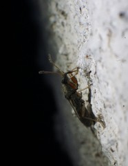 Spanagonicus albofasciatus