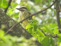 Myiodynastes luteiventris
