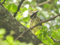 Myiodynastes luteiventris