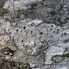 Lecanora circumborealis