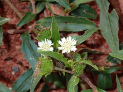 Eclipta prostrata