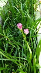 Zephyranthes carinata