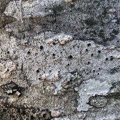 Lecanora circumborealis