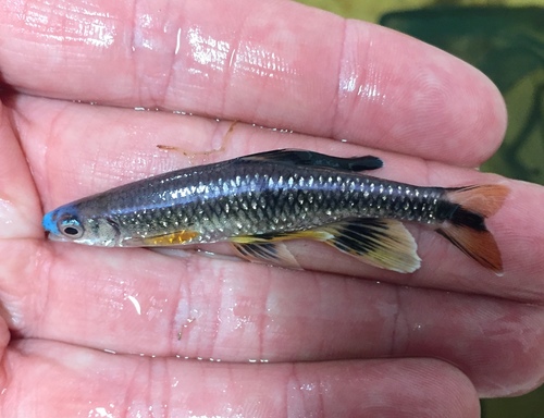 Bluenose shiner (Pteronotropis welaka) — Cyprinidae — 2