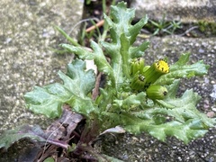Senecio vulgaris