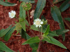 Eclipta prostrata