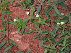 Eclipta prostrata