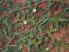 Eclipta prostrata