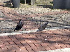 Columba livia domestica