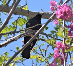 Euphagus cyanocephalus