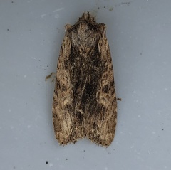 Lithophane hemina