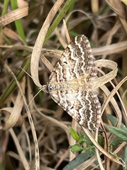 Chrysolarentia heliacaria