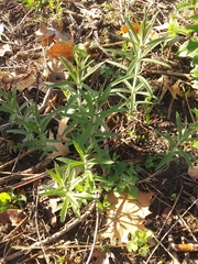 Veronicastrum virginicum