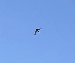 Aves