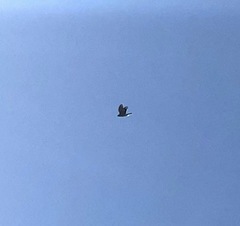 Aves