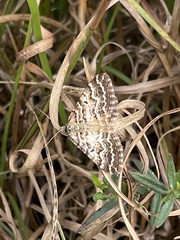 Chrysolarentia heliacaria