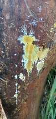 Steccherinaceae