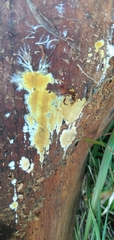 Steccherinaceae