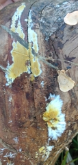 Steccherinaceae