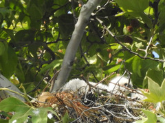 Buteo jamaicensis