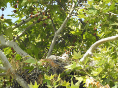 Buteo jamaicensis