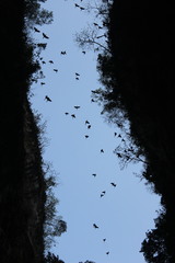 Psittacara holochlorus