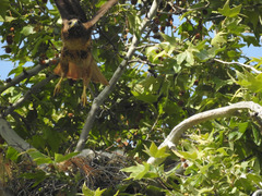 Buteo jamaicensis