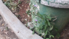 Cyanthillium cinereum