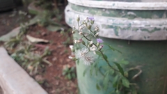 Cyanthillium cinereum