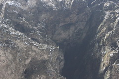 Psittacara holochlorus